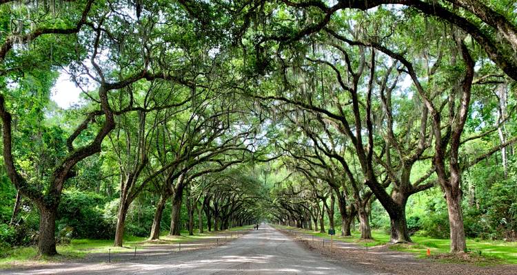Dirt road lined with overarching oak trees draped in Spanish moss forming a natural tunnel.