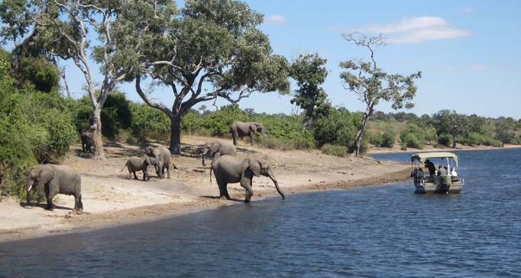 Herd of elephants drinking at riverbank while tourists observe from a small safari boat