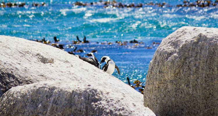 African penguins perched on granite boulders by sparkling turquoise sea