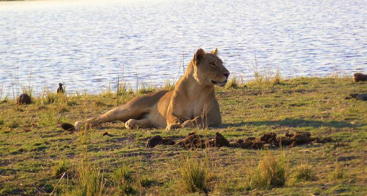 Lioness resting on grassy riverbank at sunset with calm water behind