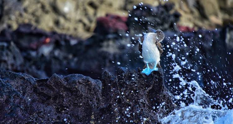 Blaufußtölpel hockt auf zerklüftetem schwarzem Lavastein, während Meeresgischt um ihn herum aufspritzt
