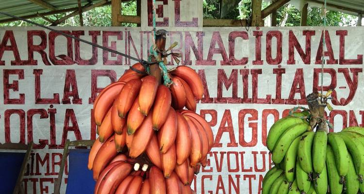 Racimos de plátanos rojos y verdes cuelgan en un puesto rústico con letreros llamativos en español detrás