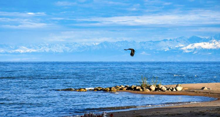 Vogel, der über den blauen Gewässern des Issyk-Kul-Sees mit schneebedecktem Gebirgszug dahinter fliegt