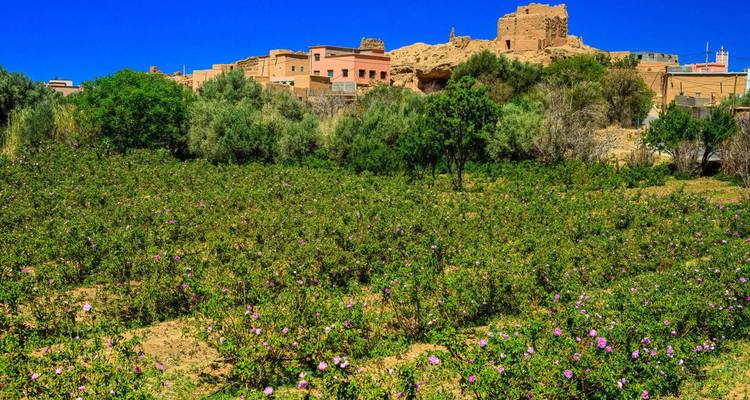 Luxuriants champs de roses verts fleurissant sous un ciel bleu clair avec une ruine d'adobe sur une colline à proximité