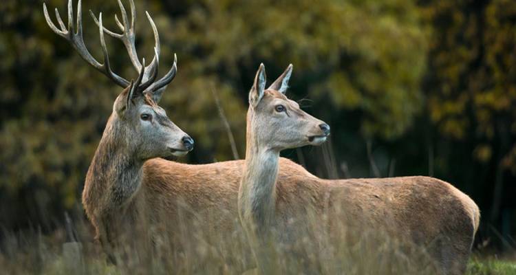 Twee herten staan alert in hoog gras tegen een onscherpe bosachtergrond.