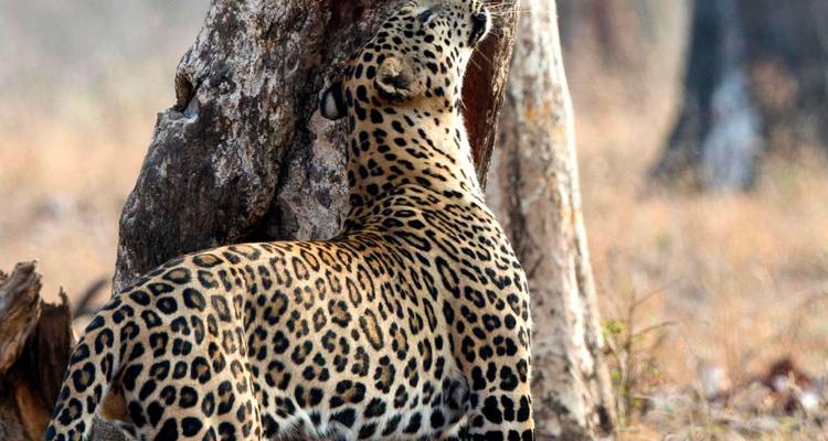 Luipaard die zich uitrekt tegen een boomstam in droge boslandhabitat.