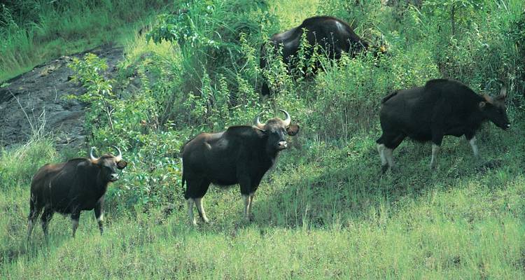 Groep Indische gaurs grazend op een grasrijke helling met struiken.