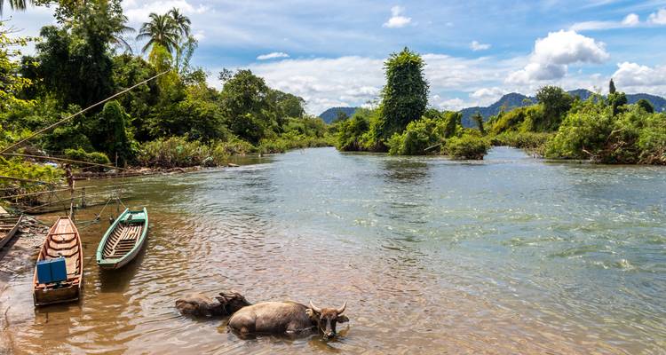 Los búfalos de agua se refrescan en un río poco profundo rodeado de selva y colinas lejanas.