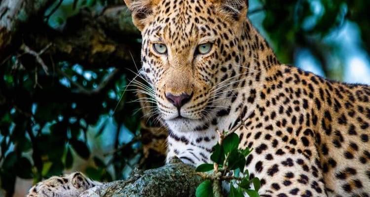 Leopard ruht auf einem Ast und blickt durch üppiges Laub in die Kamera.