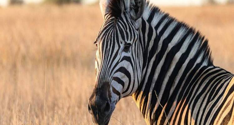 Porträt eines Zebras, das in goldenem Gras bei warmem Abendlicht steht.