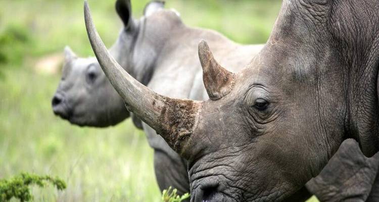 Nahaufnahme aus seitlicher Sicht von drei Nashörnern, die in grünem Grasland aufgereiht stehen.