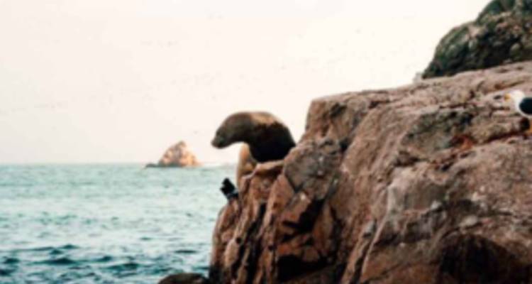 Foto granulada de un león marino posado en un acantilado rocoso con vista al océano.