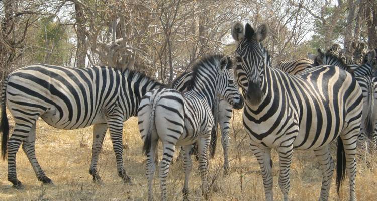Grupo de cebras paradas entre bosque seco, sus rayas contrastando intensamente contra la hierba dorada.