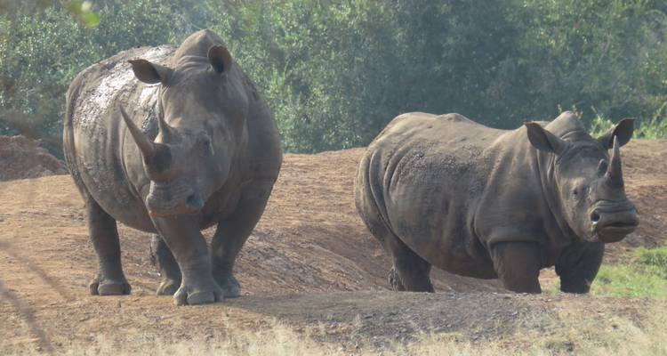 Dos rinocerontes blancos están de pie en un terraplén de tierra rojiza rodeado de arbustos bajos.