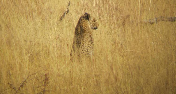 Un leopardo parcialmente oculto, sentado erguido entre hierba dorada alta.