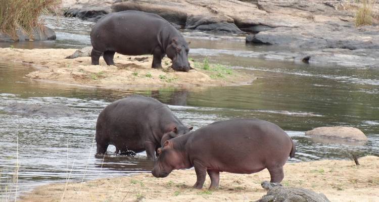 Tres hipopótamos pastan y vadean en la orilla de un río poco profundo junto a riberas arenosas.
