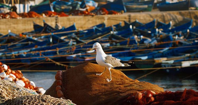 Mouette en équilibre sur des filets de pêche avec des rangées de bateaux en bois bleus flous derrière dans le port d'Essaouira.