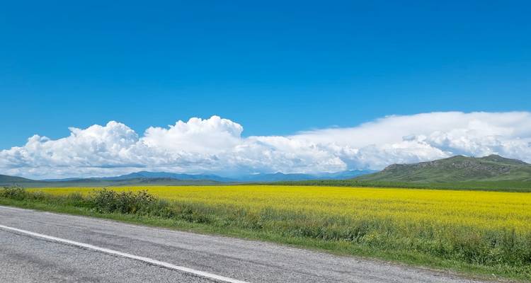 Carretera abierta bordeando campos de canola amarillo brillante bajo un cielo azul extenso y nubes esponjosas.