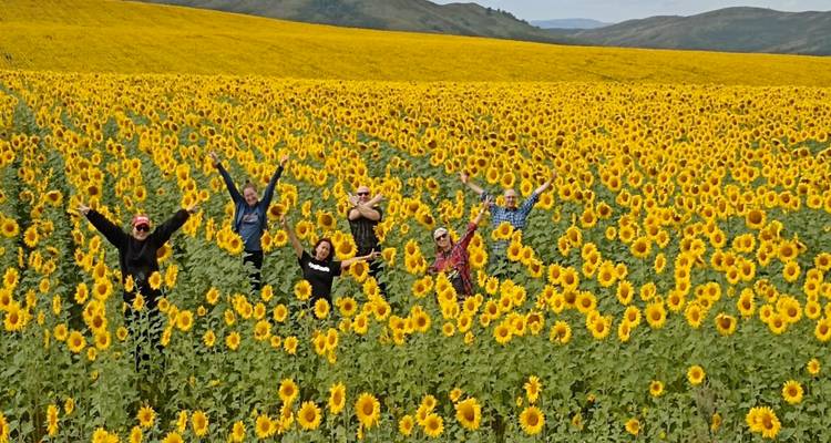 Grupo de viajeros felices levantando los brazos en medio de un campo infinito de girasoles en flor.