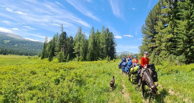 Los jinetes en caballos de carga atraviesan un exuberante prado alpino flanqueado por altos bosques de coníferas.