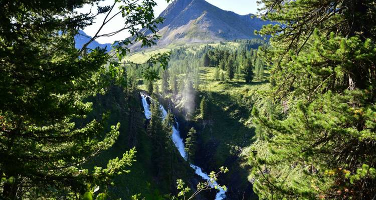 Cascada estrecha precipitándose a través de un desfiladero alpino verde enmarcado por densos pinos.