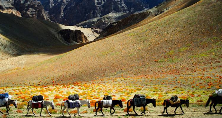 Packesel beladen mit farbenfrohem Gepäck wandern in einer Reihe durch ein blumenübersätes Hochtal, das von felsigen Hängen umgeben ist.