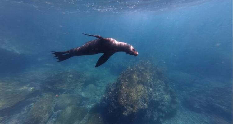 Zeeleeuw zwemt gracieus onderwater langs rotsachtige zeebodem.