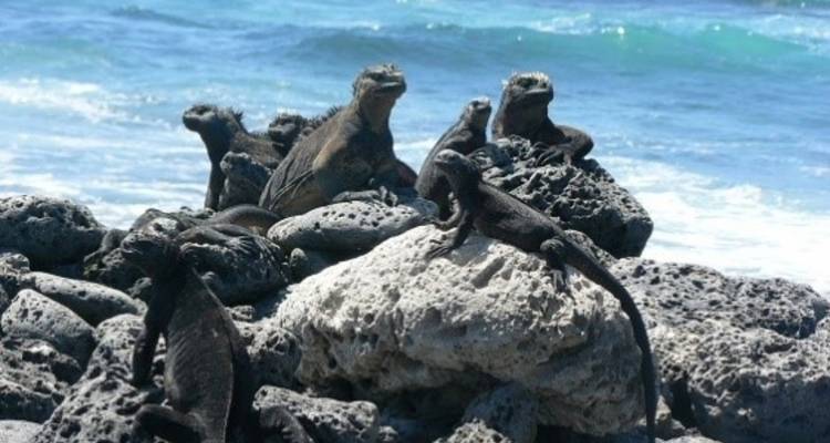 Groep zeeleguanen zonnebadend op vulkanische rotsen naast de oceaan.