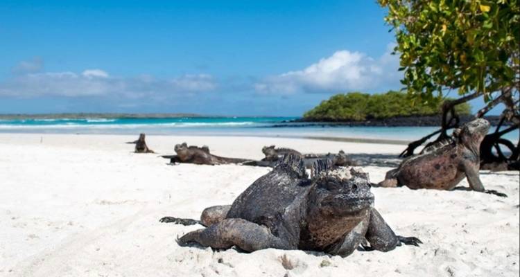 Verschillende zeeleguanen rusten op een helderwit strand met turquoise water en blauwe lucht erachter.