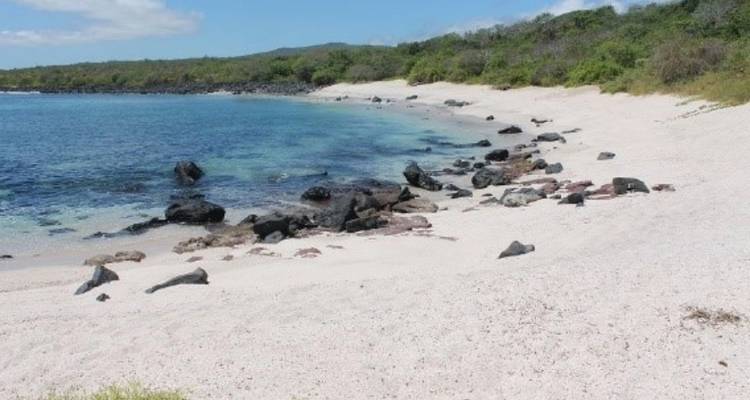 Een rustige baai met blauw water, rotsachtige kustlijn, en een strook bleek zand omzoomd door groen struikgewas.