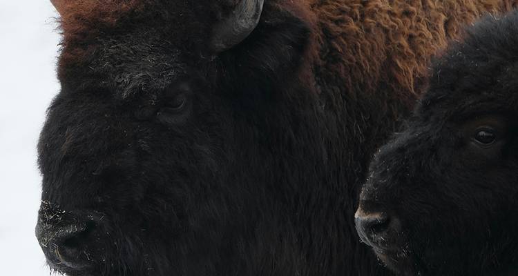 Perfil de cerca de dos bisontes de pelaje oscuro contra un fondo nevado.