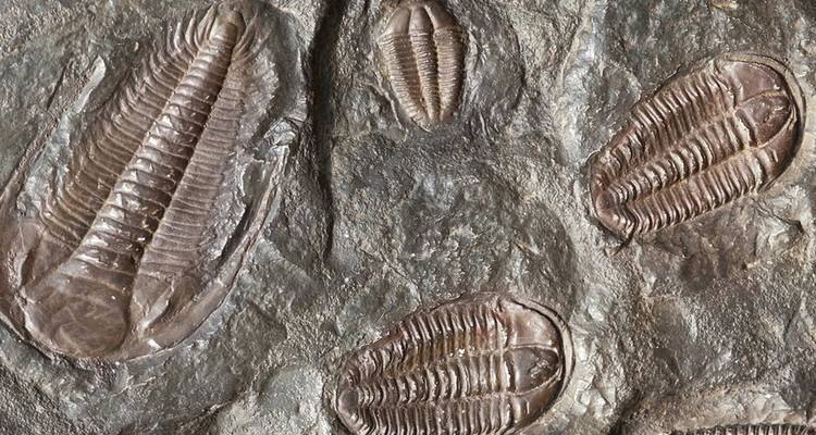 Trilobites fosilizados incrustados en una losa de roca en exhibición de museo.