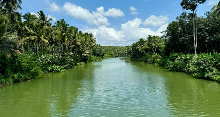 A tranquil green river flanked by dense palm trees under a bright blue sky with scattered clouds.