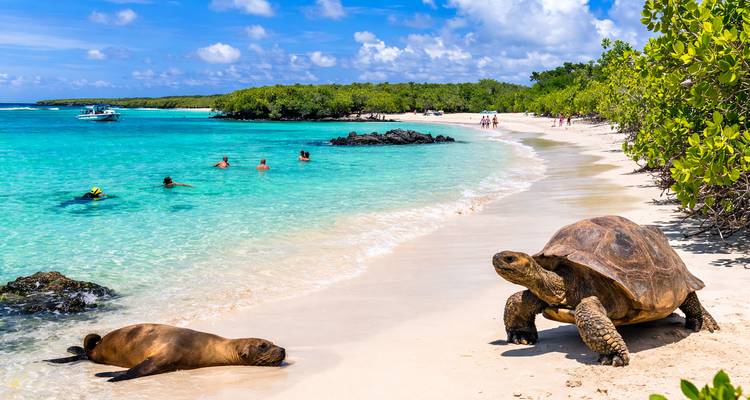 Plage de sable blanc immaculée avec des nageurs dans une eau turquoise tandis qu'une tortue géante et un lion de mer se reposent sur le rivage.