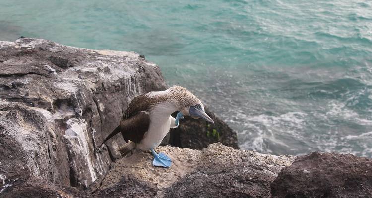 Blue-footed booby perched on a rocky cliff above turquoise surf with one foot lifted.