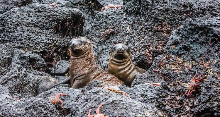 Deux jeunes otaries curieuses pointent le museau depuis des roches volcaniques noires parsemées de crabes rouges.