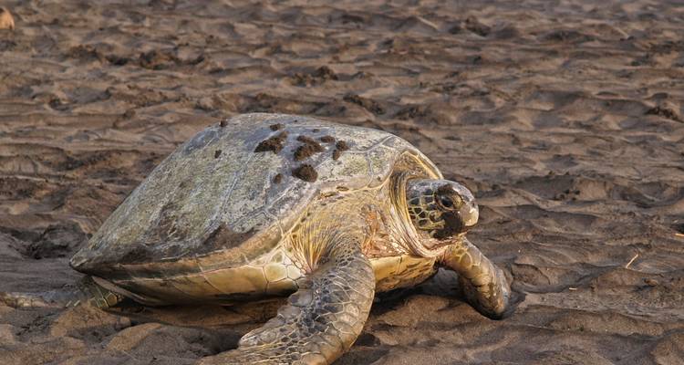 Large green sea turtle resting on dark volcanic sand at Tortuguero beach.