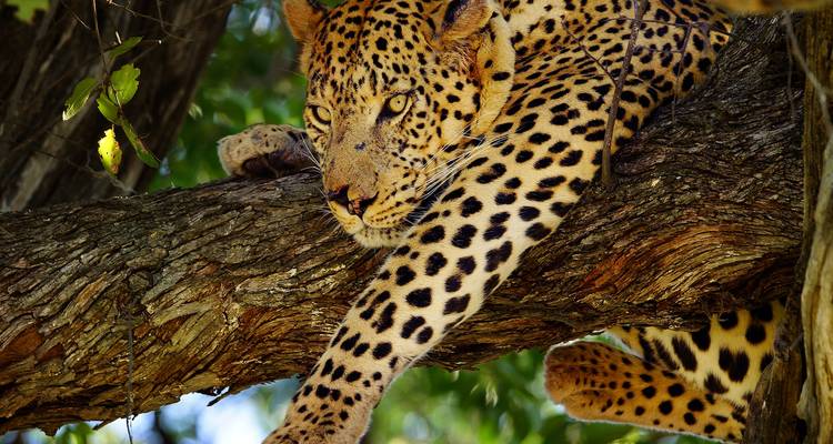 Close-up van een luipaard die lui op een boomtak ligt, met gefocuste gouden ogen en scherp gedetailleerde vacht