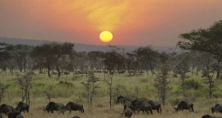 Oranje zon die ondergaat boven een met acacia's bezaaide savanne waar een kudde gnoes graast