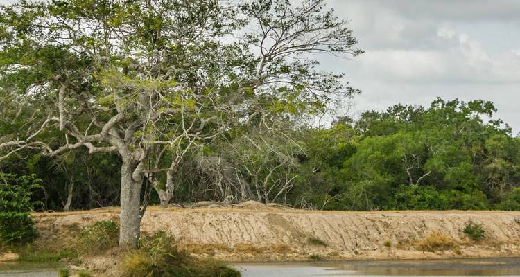 Un tranquilo abrevadero rodeado de orillas arenosas, bosque denso y un árbol desnudo solitario bajo cielos nublados.