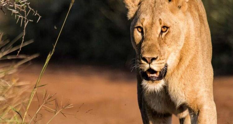 Close-up of a focused lion walking across sunlit savanna ground.
