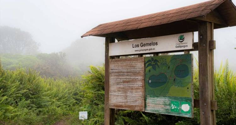 A wooden information board for Los Gemelos surrounded by lush ferns in misty cloud forest conditions