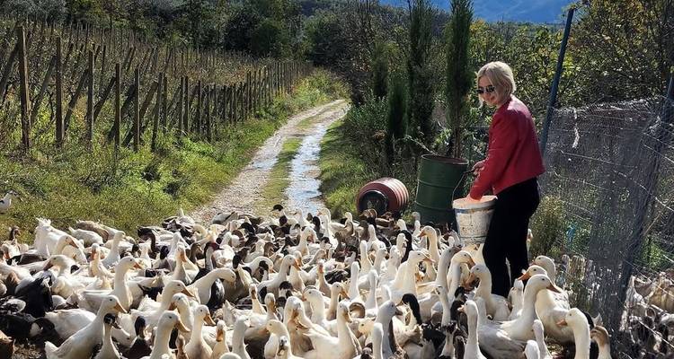Mujer esparciendo alimento para una gran bandada de patos a lo largo de un camino rural de granja entre viñedos.