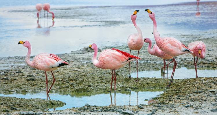 Un groupe de flamants roses des Andes pataugent et se nourrissent dans des bassins minéraux peu profonds sur l'Altiplano.