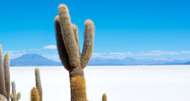 Hohe, flauschige Kakteen auf der weißen Fläche des Salar de Uyuni mit entfernten Andengipfeln
