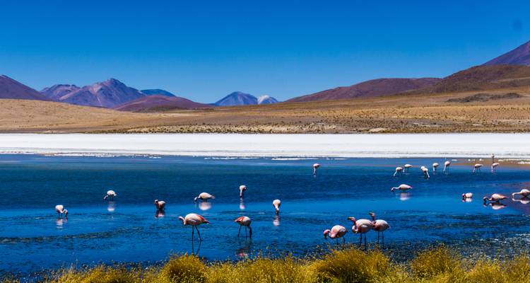 Bright blue lagoon with dozens of pink flamingos against an arid Andean plateau and distant volcanoes.