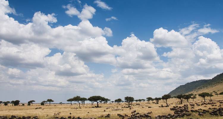 Eindeloze Afrikaanse savanne met hier en daar acacia's, grote gnoe-kuddes onder een lucht vol pluizige wolken.