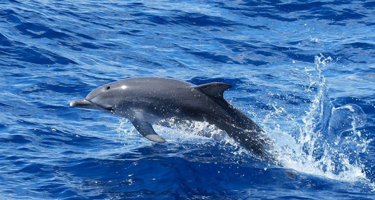 Dolphin leaping out of crystal blue Atlantic waters with splash.