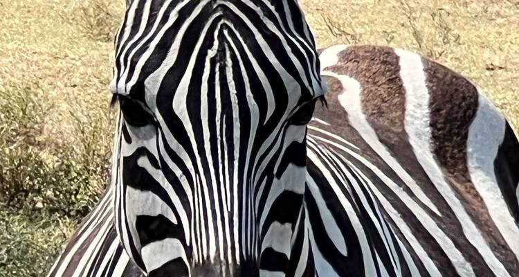 Primer plano de la cara rayada de una cebra en pastizal seco.