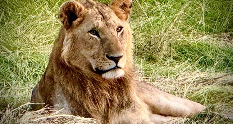 Un león macho descansa en hierba alta dorada, alerta y majestuoso.